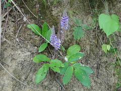 Uraria crinita