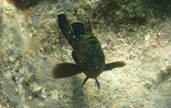 Epinephelus marginatus