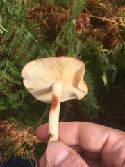 Rhodocollybia