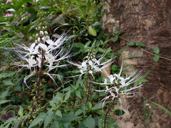 Orthosiphon aristatus