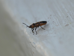 Horvathiolus delicatulus