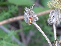 Hypsosinga sanguinea