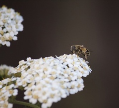 Eristalis hirta