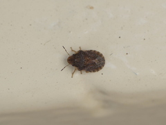 Pentatomoidea