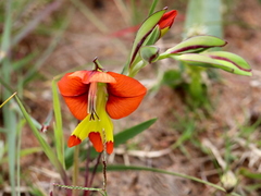 Gladiolus alatus