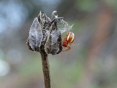Hypsosinga sanguinea