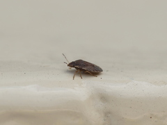 Pentatomoidea