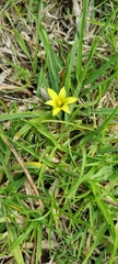 Romulea flava