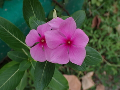 Catharanthus roseus