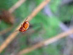 Hypsosinga sanguinea