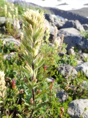 Castilleja parviflora