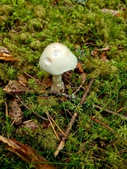 Amanita virosa