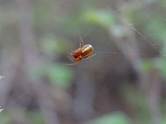 Hypsosinga sanguinea