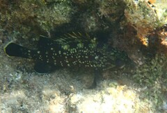 Epinephelus marginatus