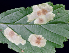 Cameraria hamameliella