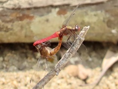Orthetrum chrysis