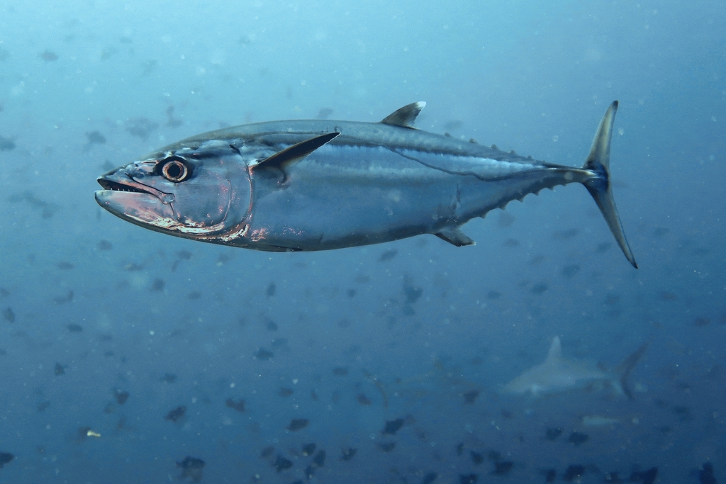 Dogtooth Tuna