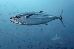 Dogtooth Tuna