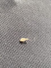 Pseudoedophrys hilleri