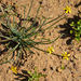 Oxalis tortuosa - Photo (c) Ariel Cabrera Foix, some rights reserved (CC BY-NC-SA), uploaded by Ariel Cabrera Foix
