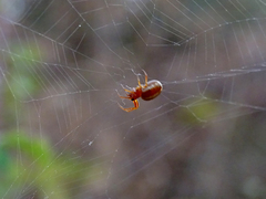 Hypsosinga sanguinea