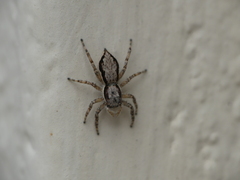 Menemerus bivittatus