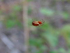 Hypsosinga sanguinea