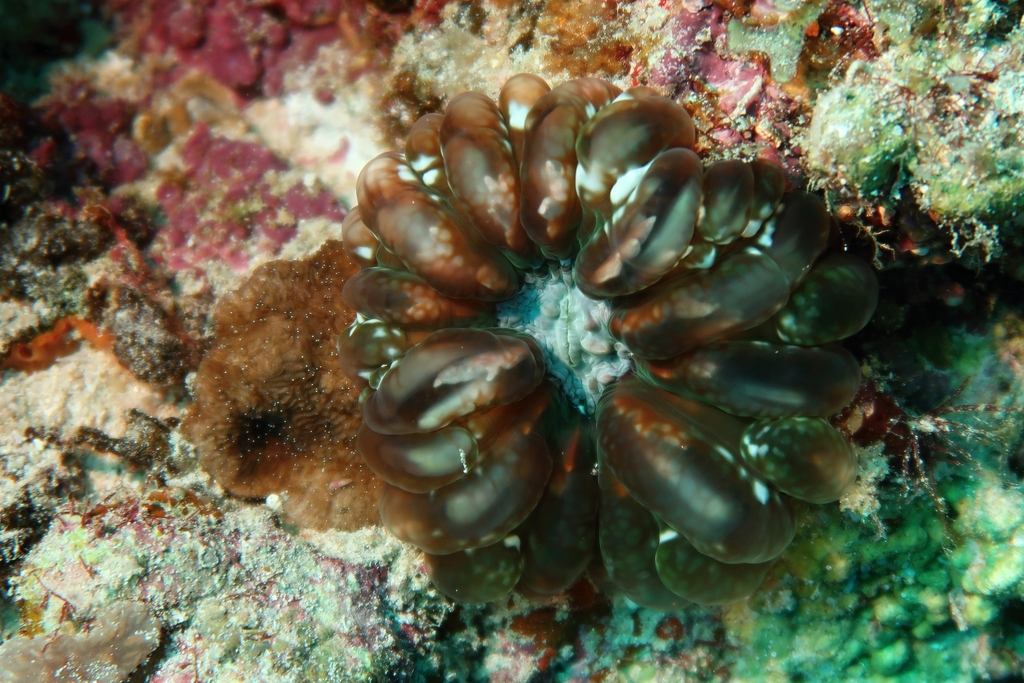 Solitary cup coral