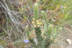 Struthiola tomentosa