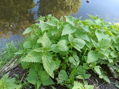 Urtica dioica