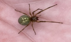 Eutittha stratiotica