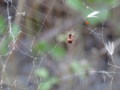 Argyrodes argyrodes