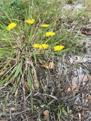 Crepis capillaris