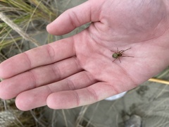 Eutittha stratiotica