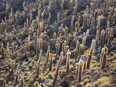 Trichocereus atacamensis