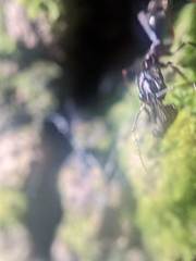 Odontomachus haematodus