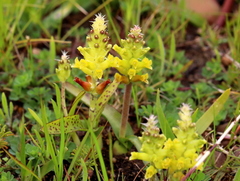 Lachenalia orchioides