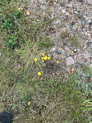 Crepis capillaris