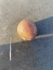 Aplidium stellatum
