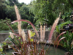 Cenchrus polystachios