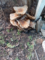 Cyclocybe parasitica