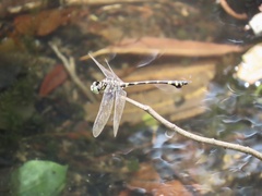 Ictinogomphus pertinax