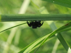 Paraphidippus