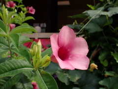 Allamanda blanchetii