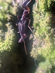 Odontomachus haematodus