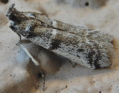 Laetilia dilatifasciella