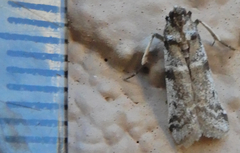 Laetilia dilatifasciella