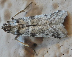 Laetilia dilatifasciella