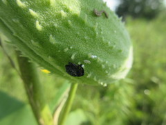 Rhyssomatus lineaticollis