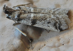 Laetilia dilatifasciella